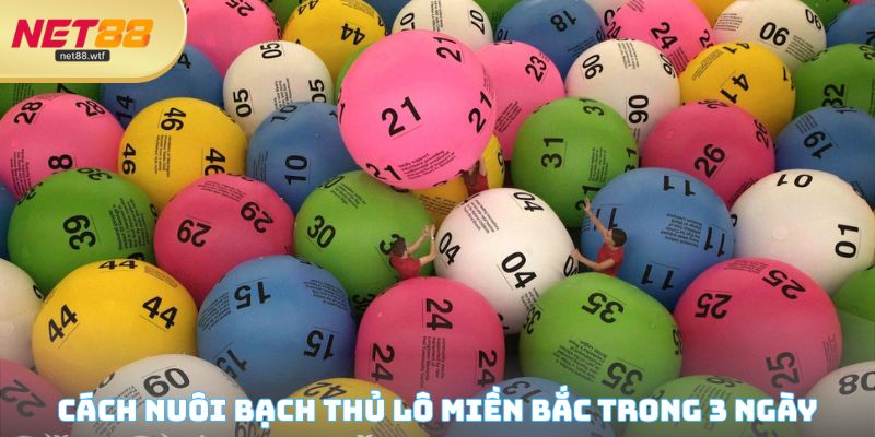 Cách nuôi bạch thủ lô miền Bắc trong 3 ngày