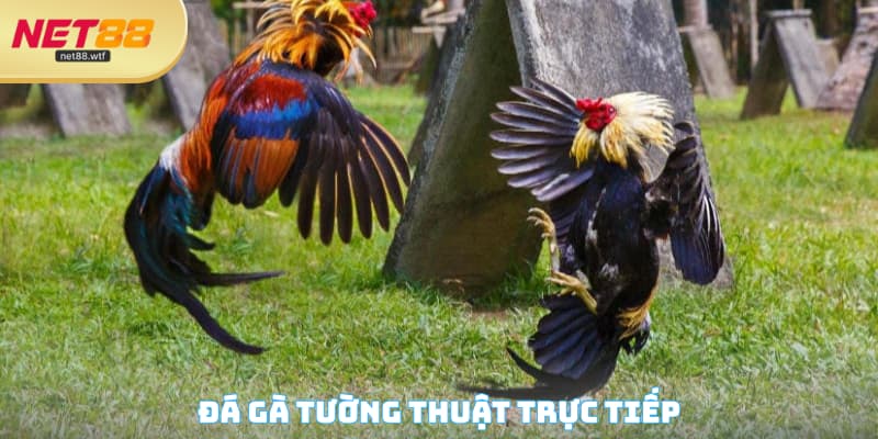 Đá Gà Tường Thuật Trực Tiếp