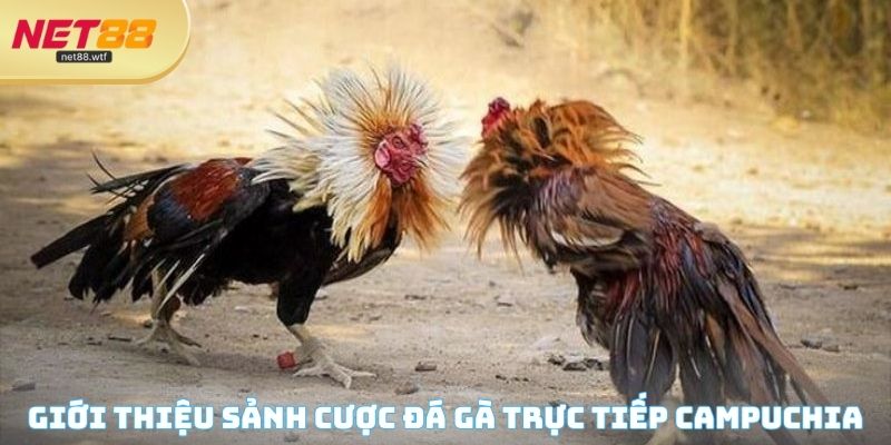 Giới thiệu trường chiến kê đang được nhiều người yêu thích