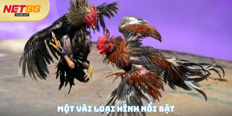 Một vài loại hình nổi bật