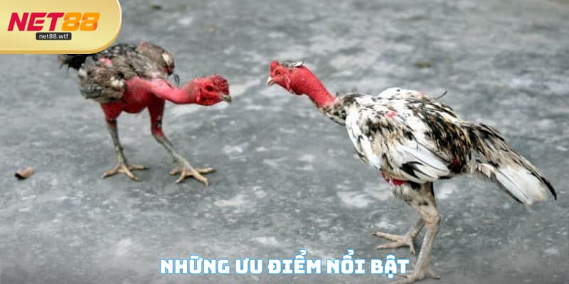 Những ưu điểm nổi bật